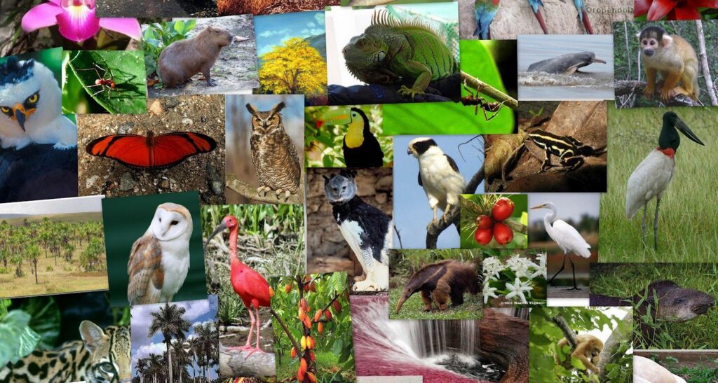 What is Biodiversity? Importance and Benefits